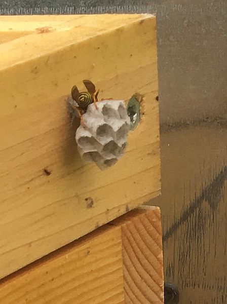Wespenkönigin beim Nestbau