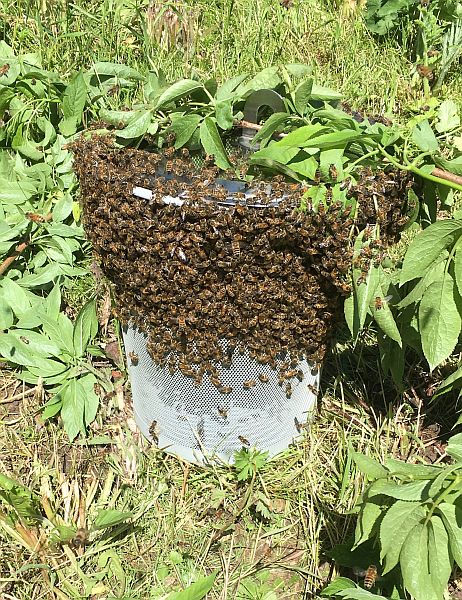 Bienen sammeln sich auch auf der Außenseite