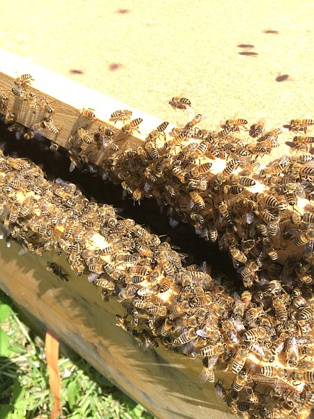 Einquartierung in einem leeren Bienenkasten