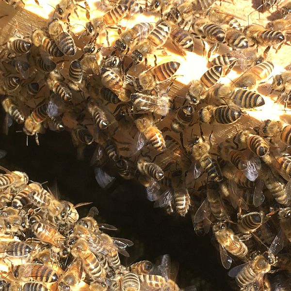 "Sterzelnde Bienen"
