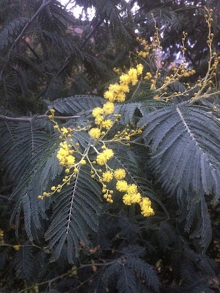 "Falsche" Mimose (Acacia dealbata)