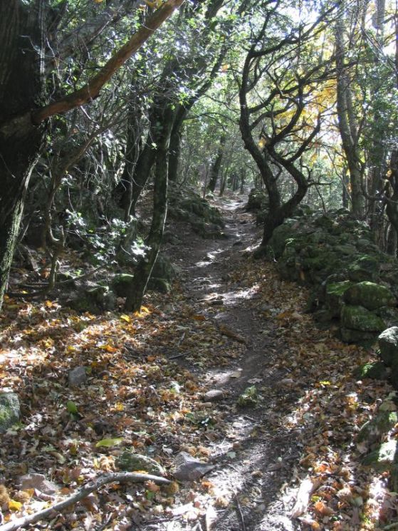 Durch den Wald führt der Fußweg nach Mons zunächst bergauf